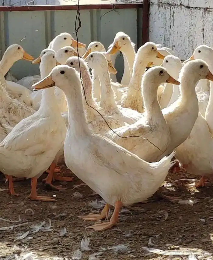 بط بكيني ذبح الاعمار من 3 الى 4 شهور 4