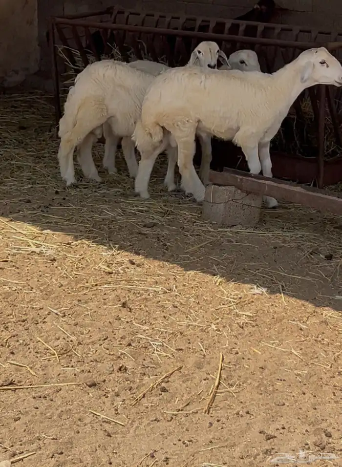 ثربان 0