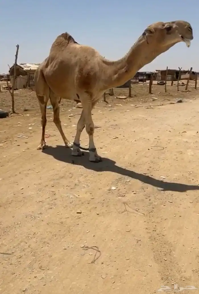 بعير احمر. كحيلاني منتج 1