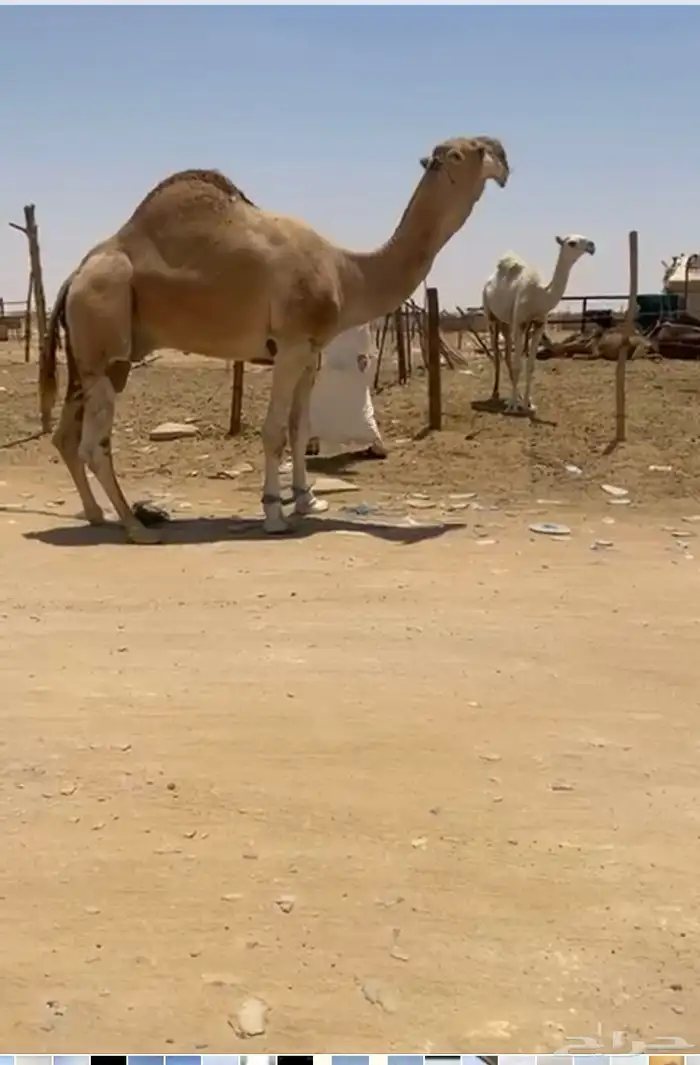 بعير احمر. كحيلاني منتج 0
