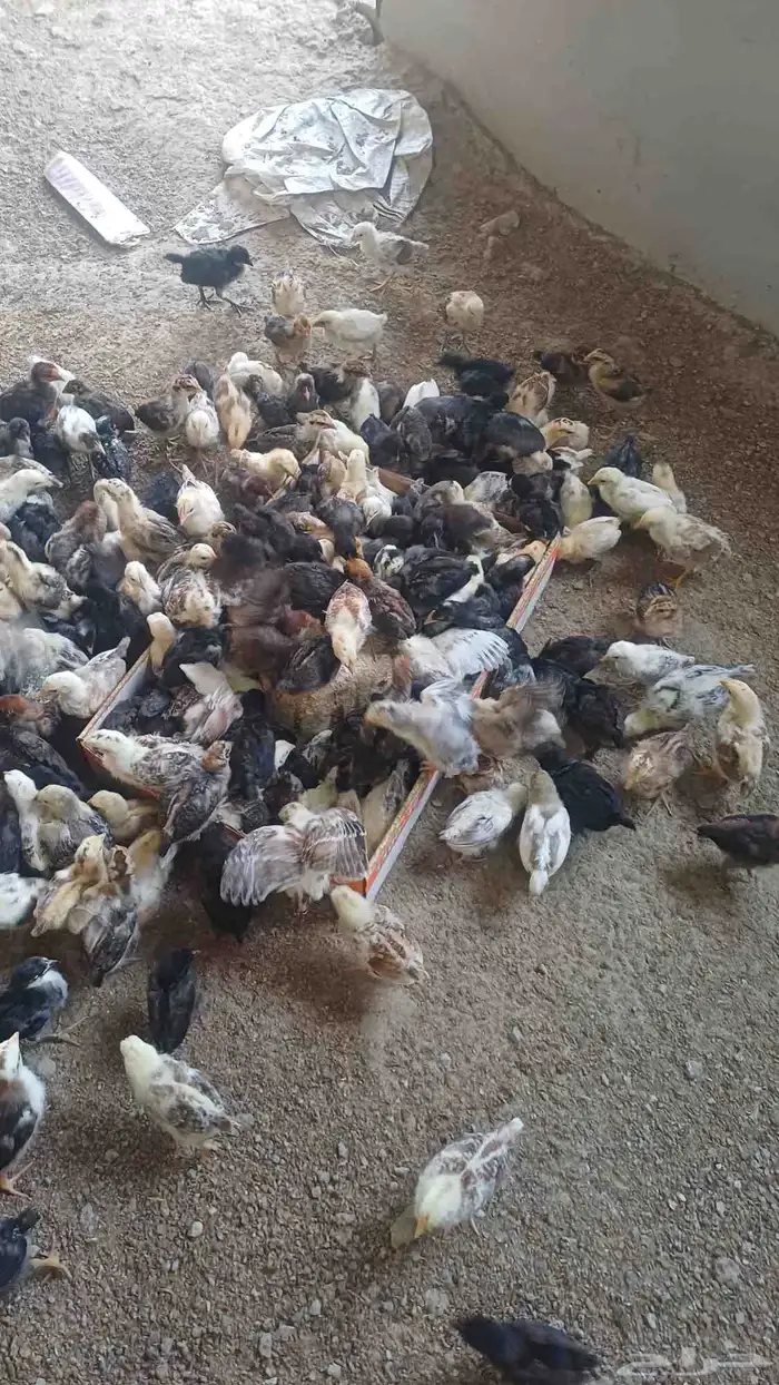 صوص دجاج بلدي 0
