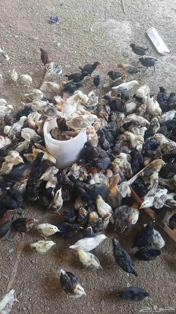 صوص دجاج بلدي 3