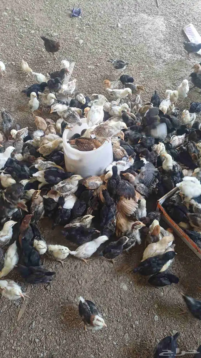 صوص دجاج بلدي 6