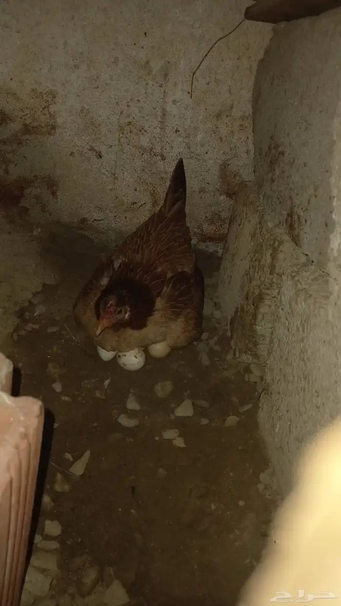 دجاج البيع بلدي شرط 1