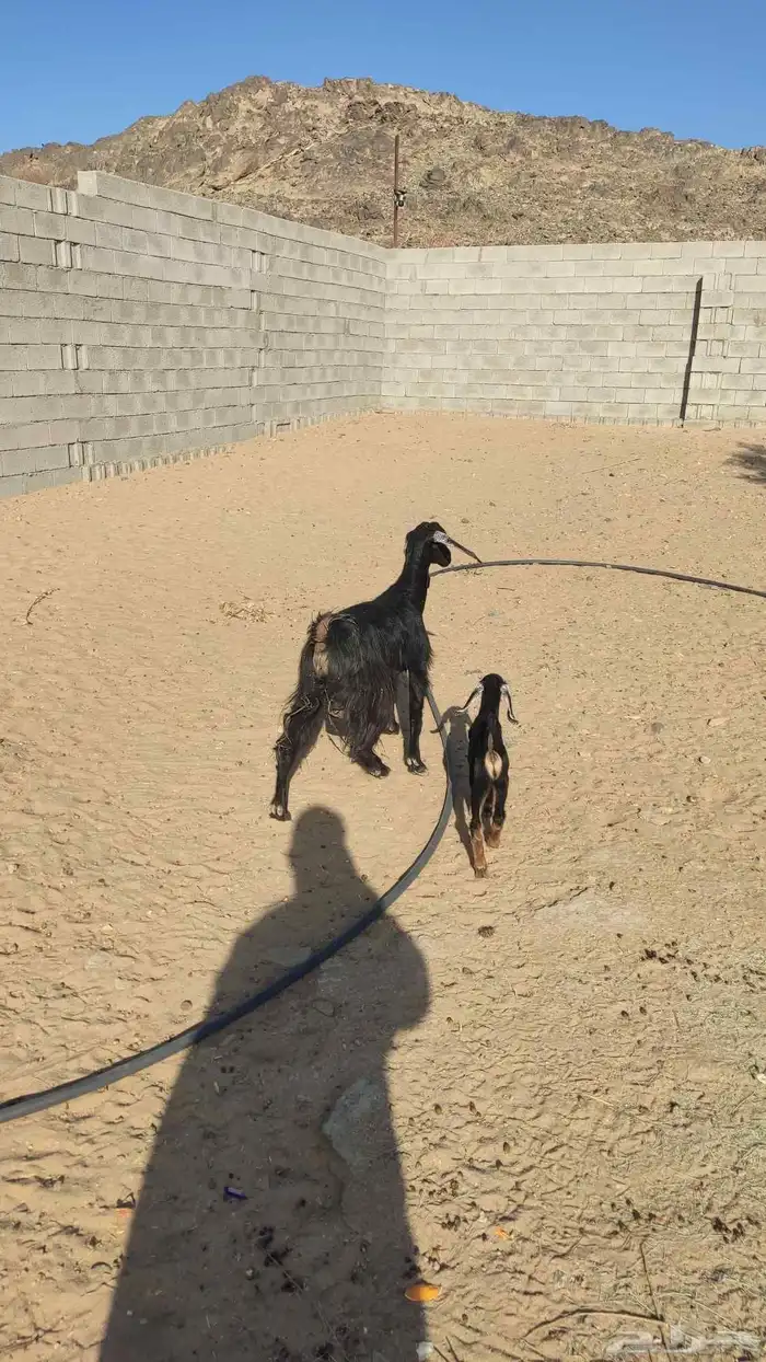 ثنيه عليه جفره 2