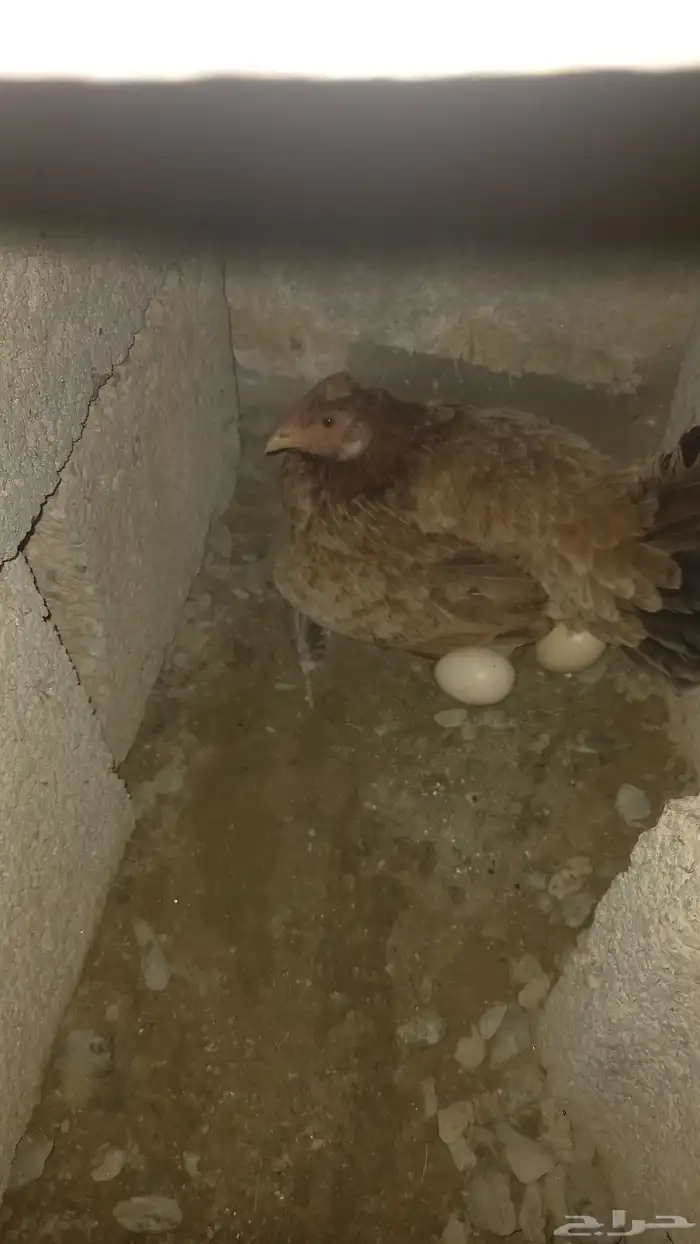 دجاج البيع بلدي شرط 0