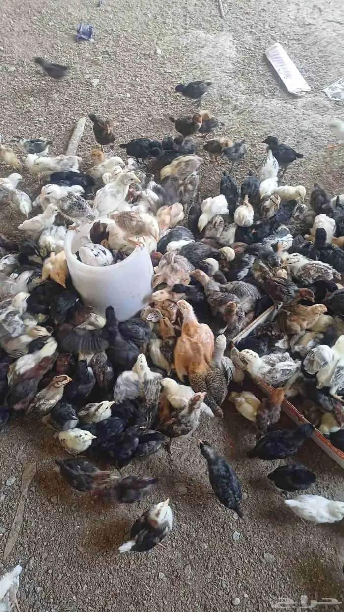 صوص دجاج بلدي 4