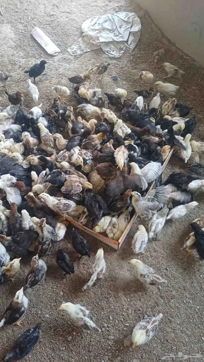 صوص دجاج بلدي 1