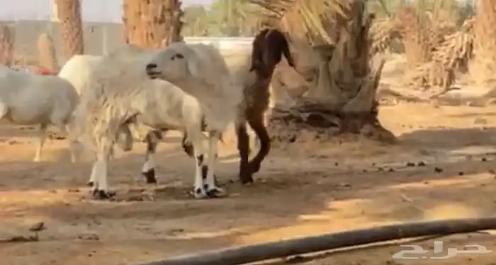 خرف فحل فاخر 1