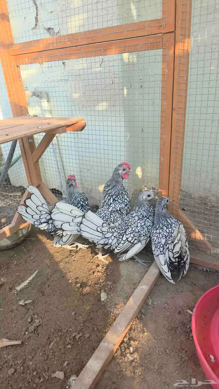 دجاج سبرايت شبابي إنتاج خوارج   تم البيع 0