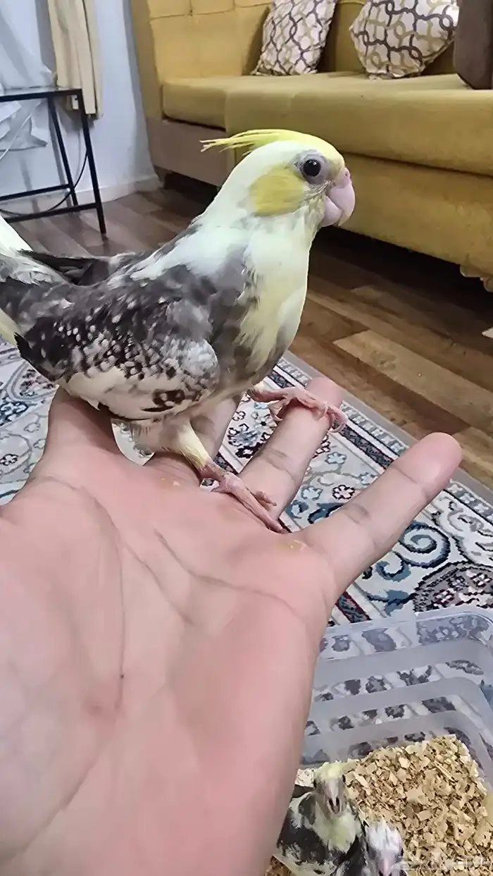 فروخ كروان هولندي 0