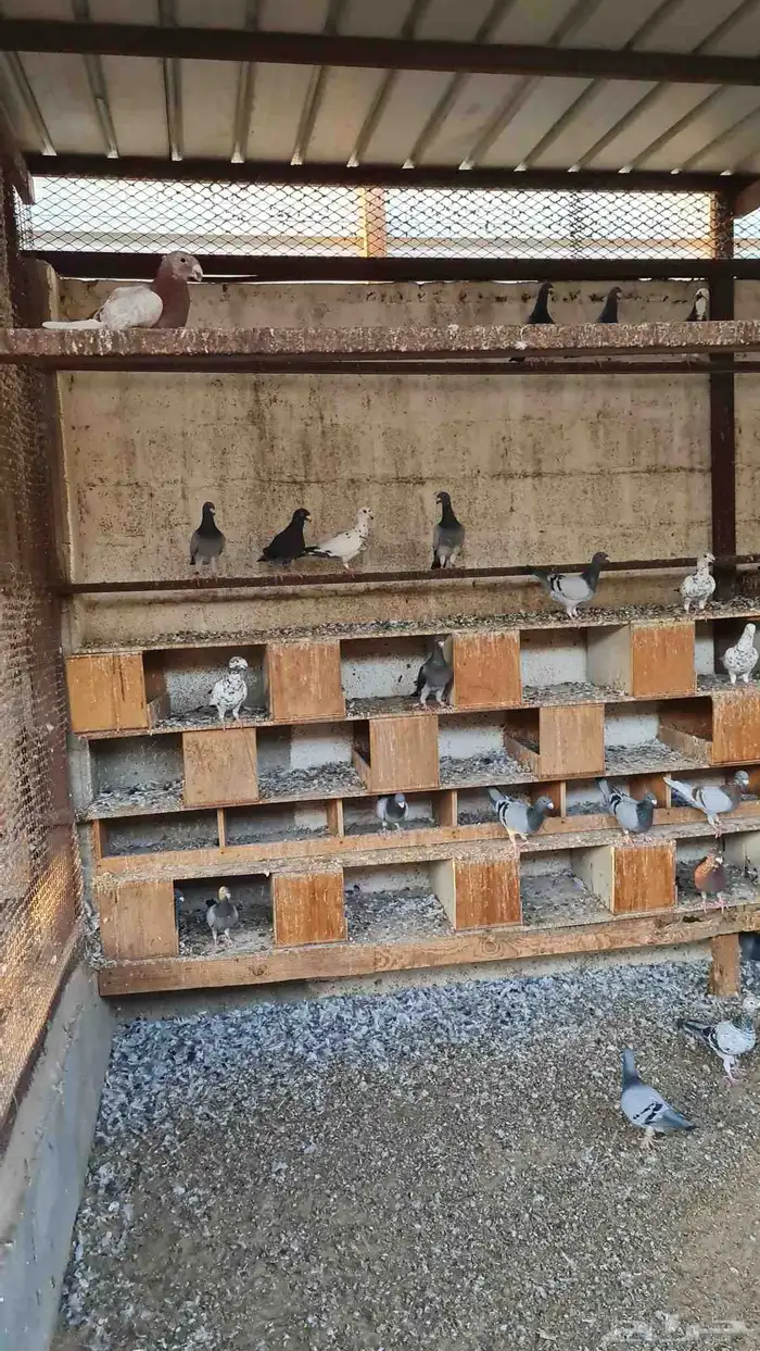 بيوتي هومر 0