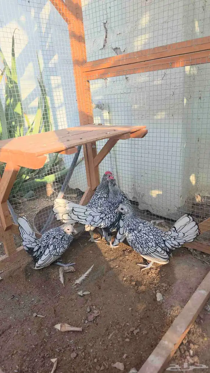 دجاج سبرايت شبابي إنتاج خوارج   تم البيع 1