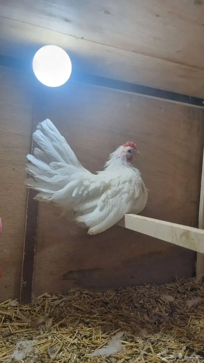 دجاج جبنيز قزم مميز 2