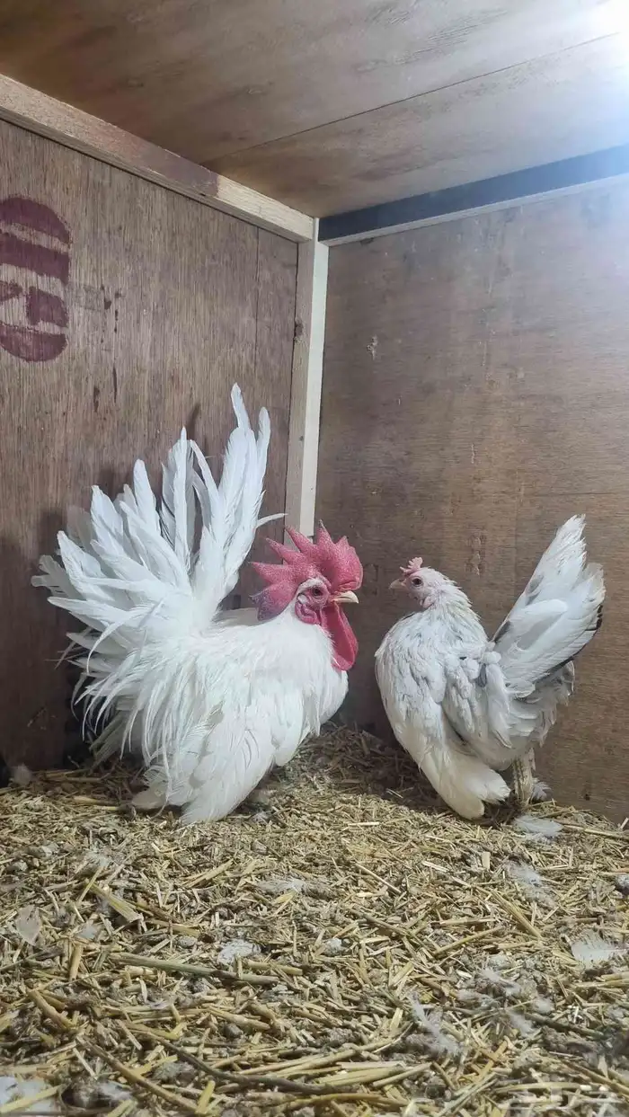 دجاج جبنيز قزم مميز 1