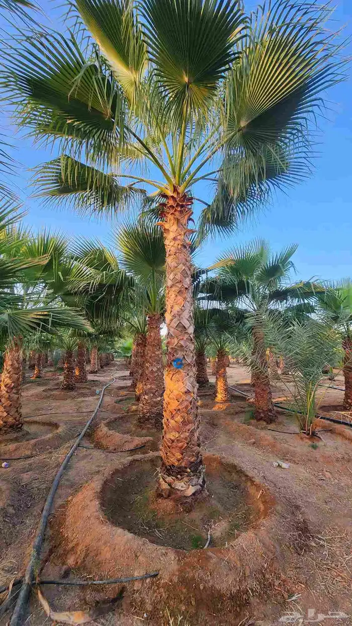 نخل للبيع نخل واشنطني للبيع 6