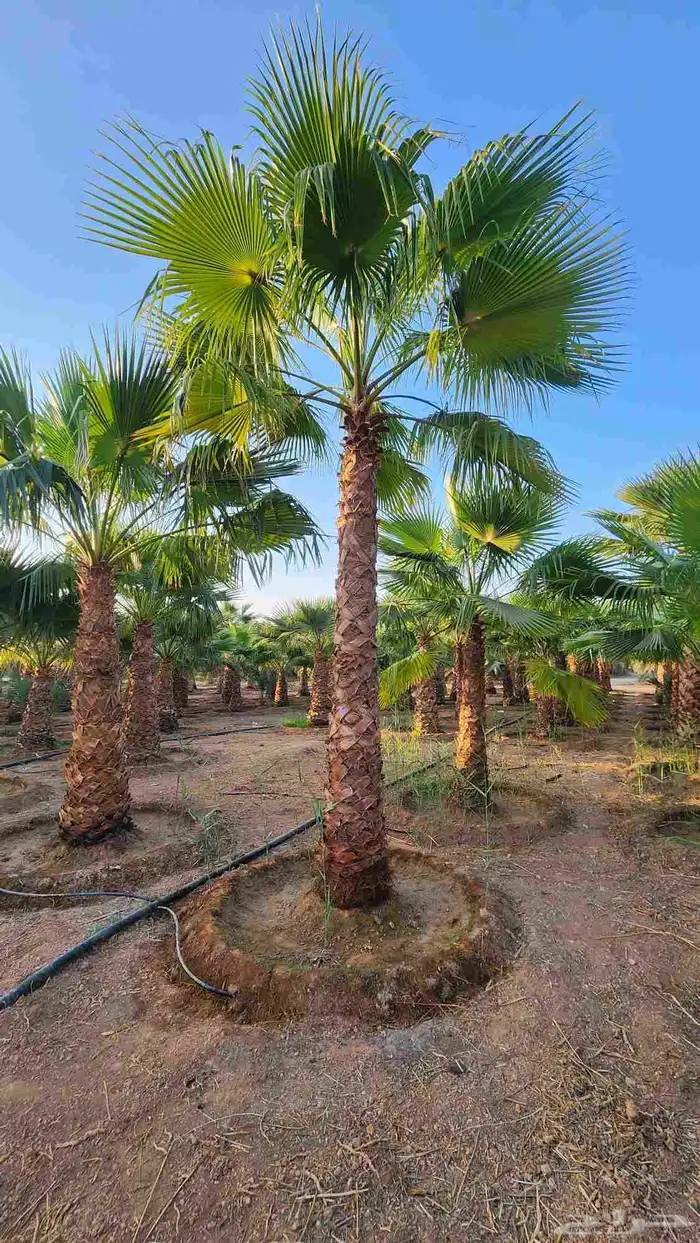 نخل للبيع نخل واشنطني للبيع 3