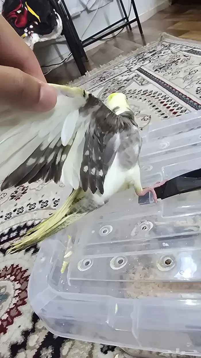 فروخ كروان هولندي 4