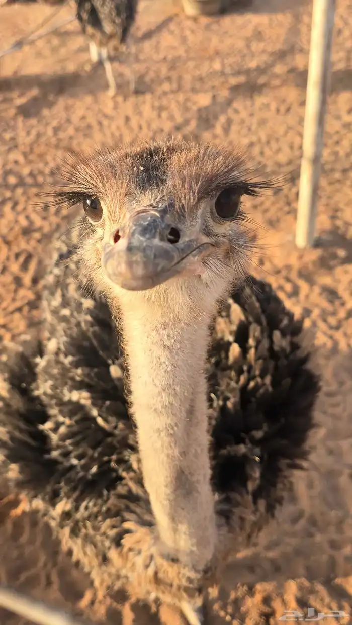 مطلوب نعام افريقي 1