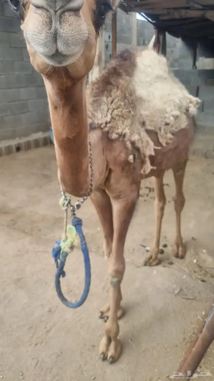 بكره للبيع عمرها سنتين 0