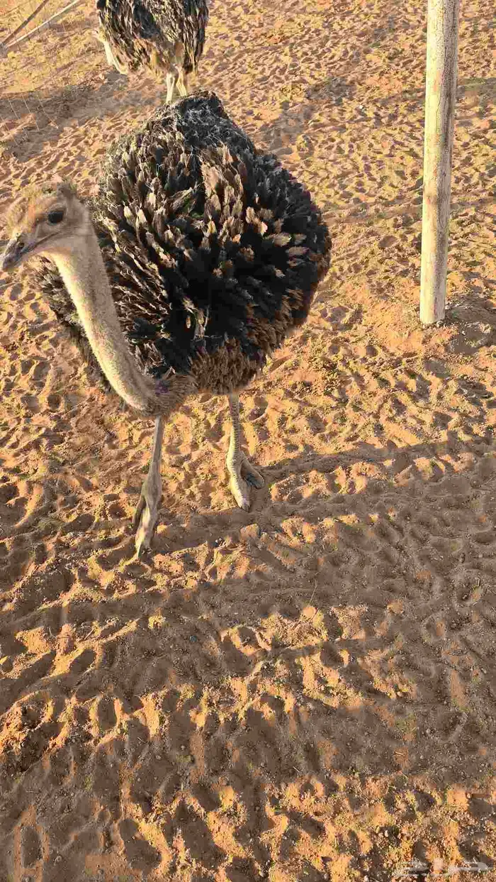 مطلوب نعام افريقي 3