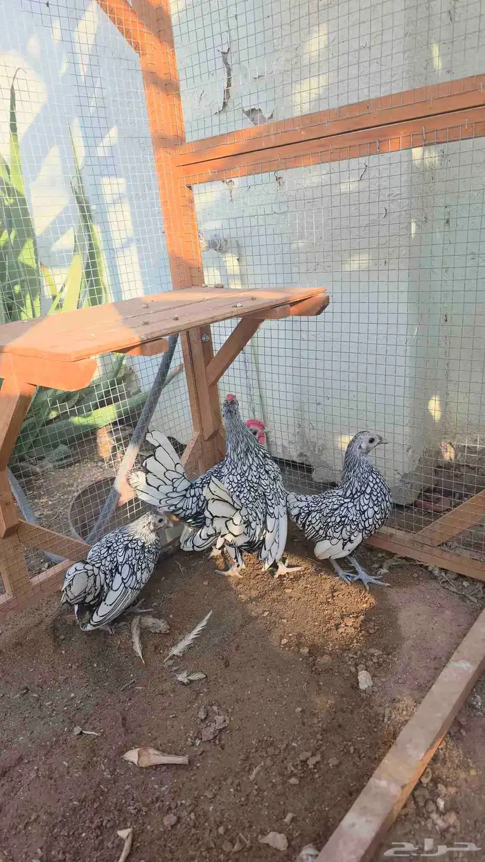 دجاج سبرايت شبابي إنتاج خوارج   تم البيع 2