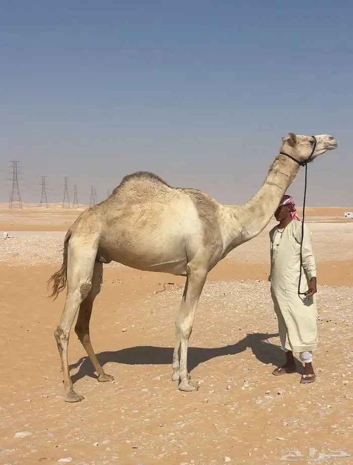 هجن سودانيه عشراء 0