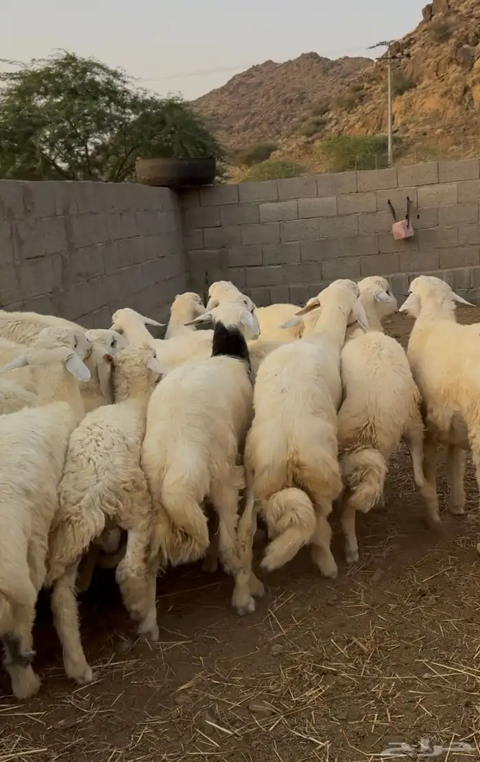 18 خرفان او طليان حريات جبره وكفوو البيع جمله وتفريد 1