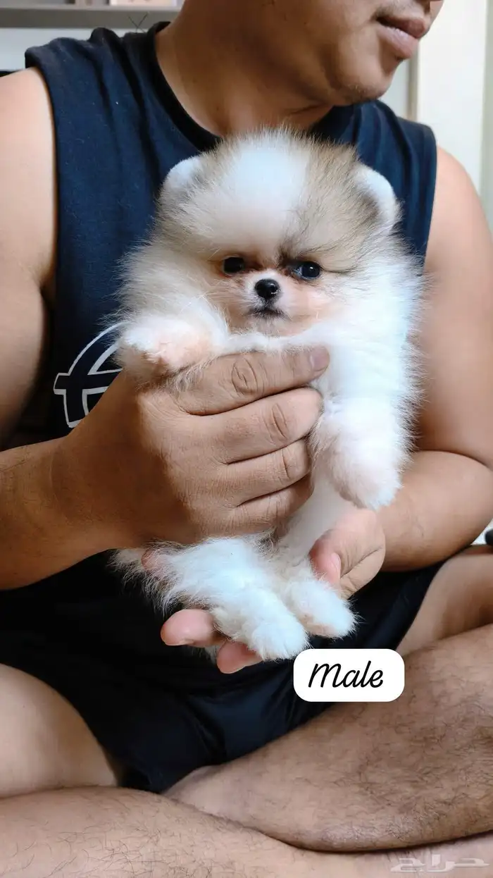 جراء بومرينين الوان مميزة 4