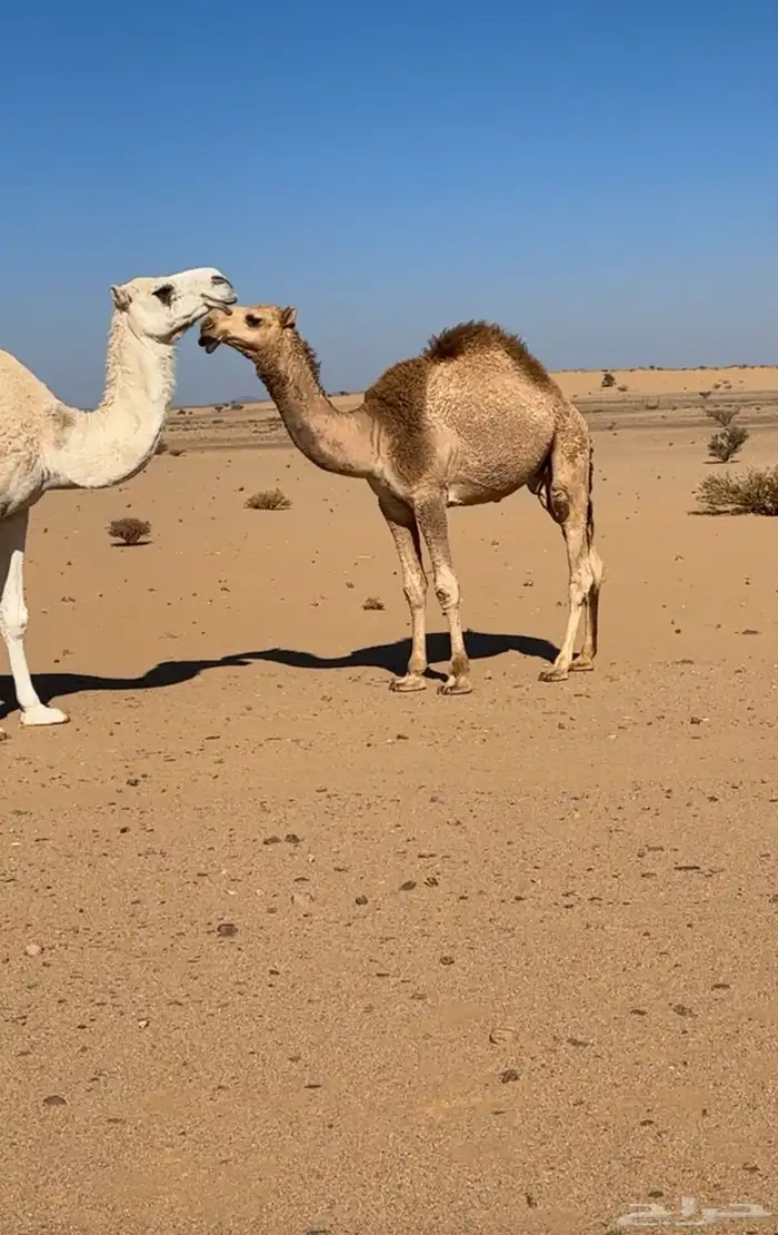 بعير احمر. كحيلاني منتج 4