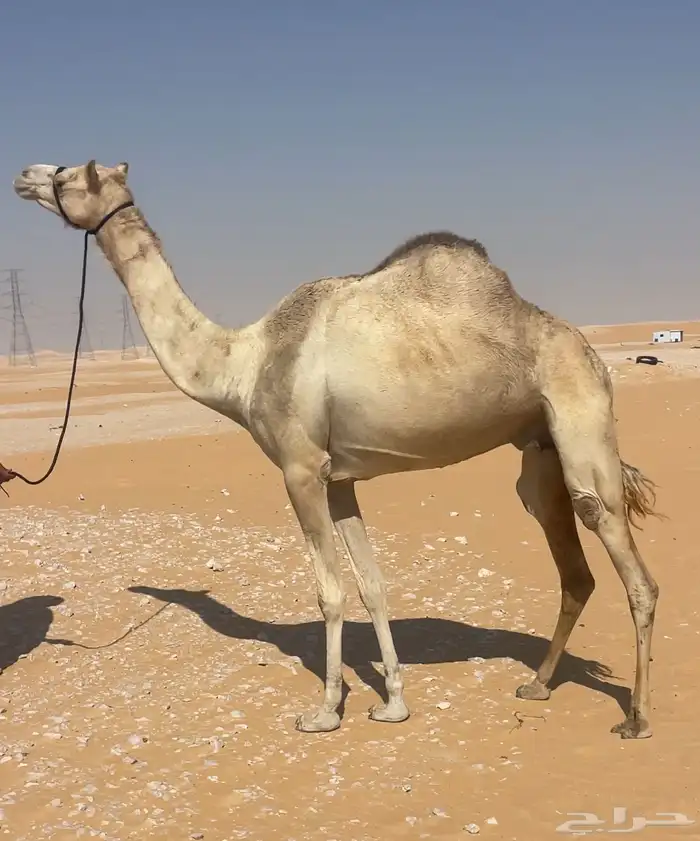 هجن سودانيه عشراء 2