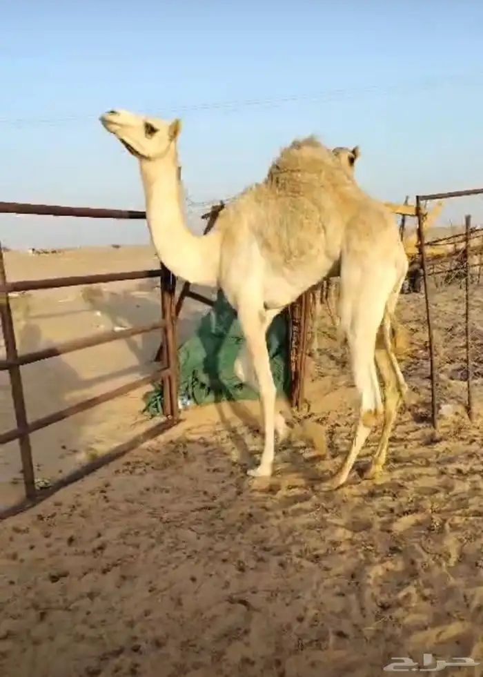 قعدان بلدي كفو للبيع 0