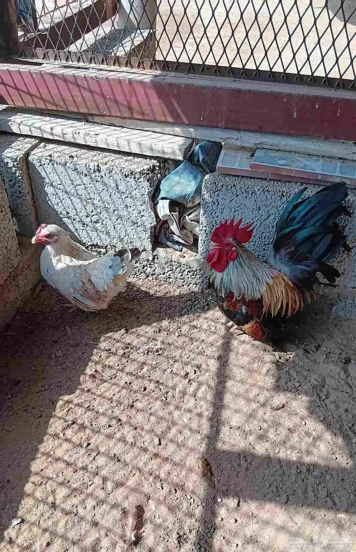دجاج جبنيز صيني قزم 1