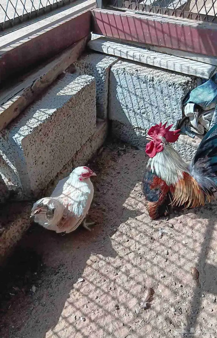دجاج جبنيز صيني قزم 6
