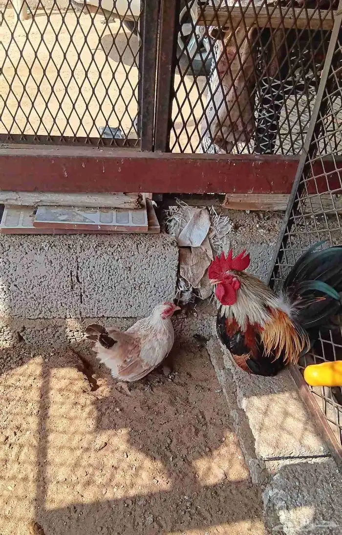 دجاج جبنيز صيني قزم 3
