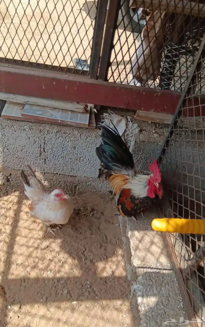 دجاج جبنيز صيني قزم 2