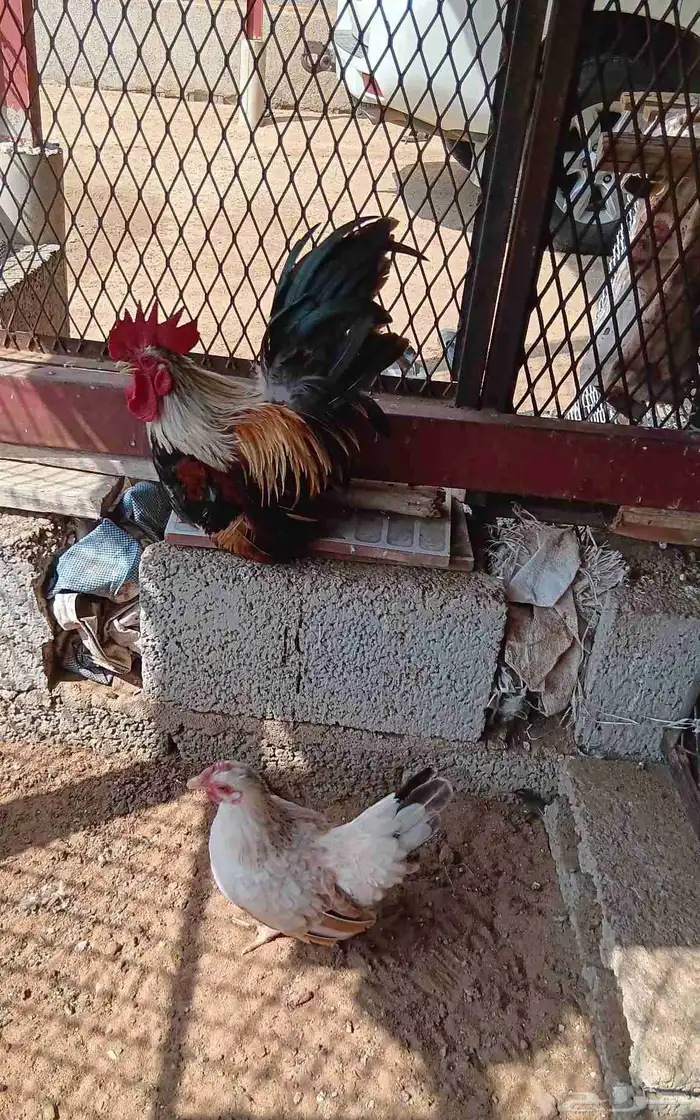دجاج جبنيز صيني قزم 0