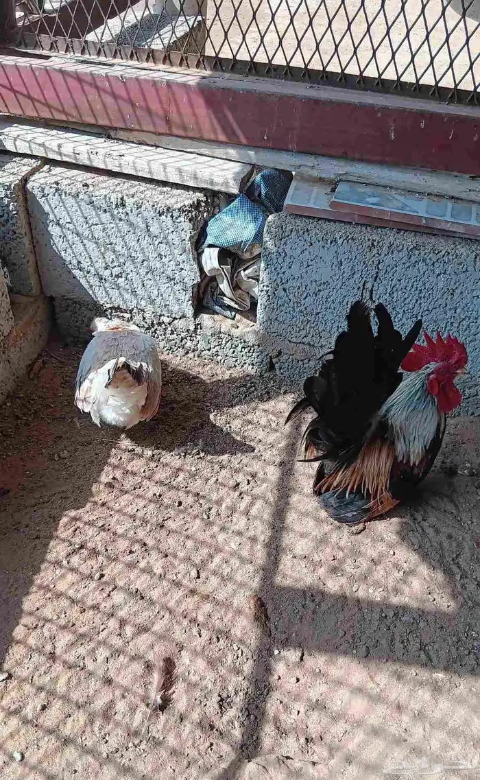 دجاج جبنيز صيني قزم 4