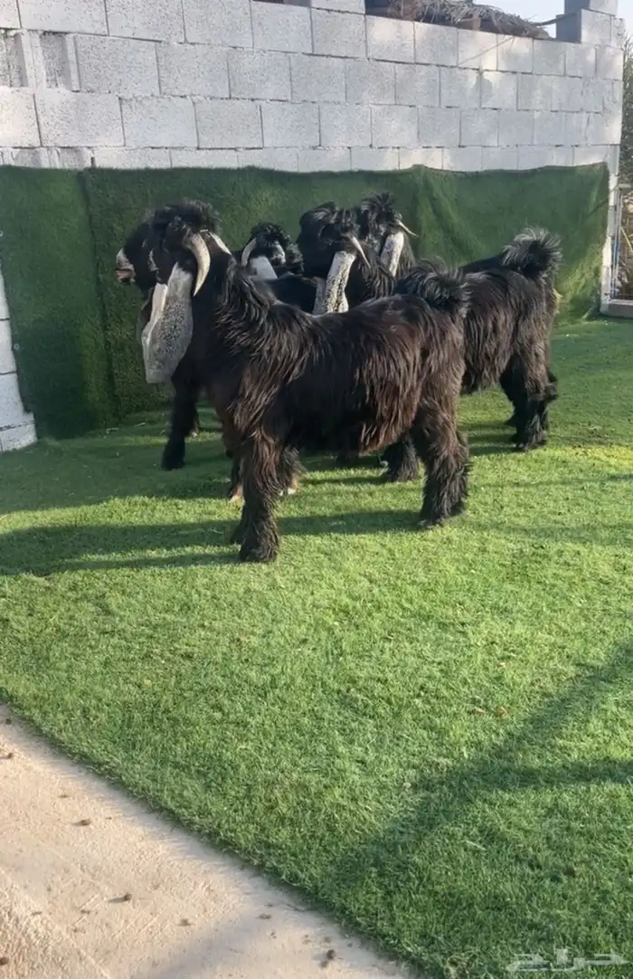 فحول عوارض صنف نادر خصممم 1