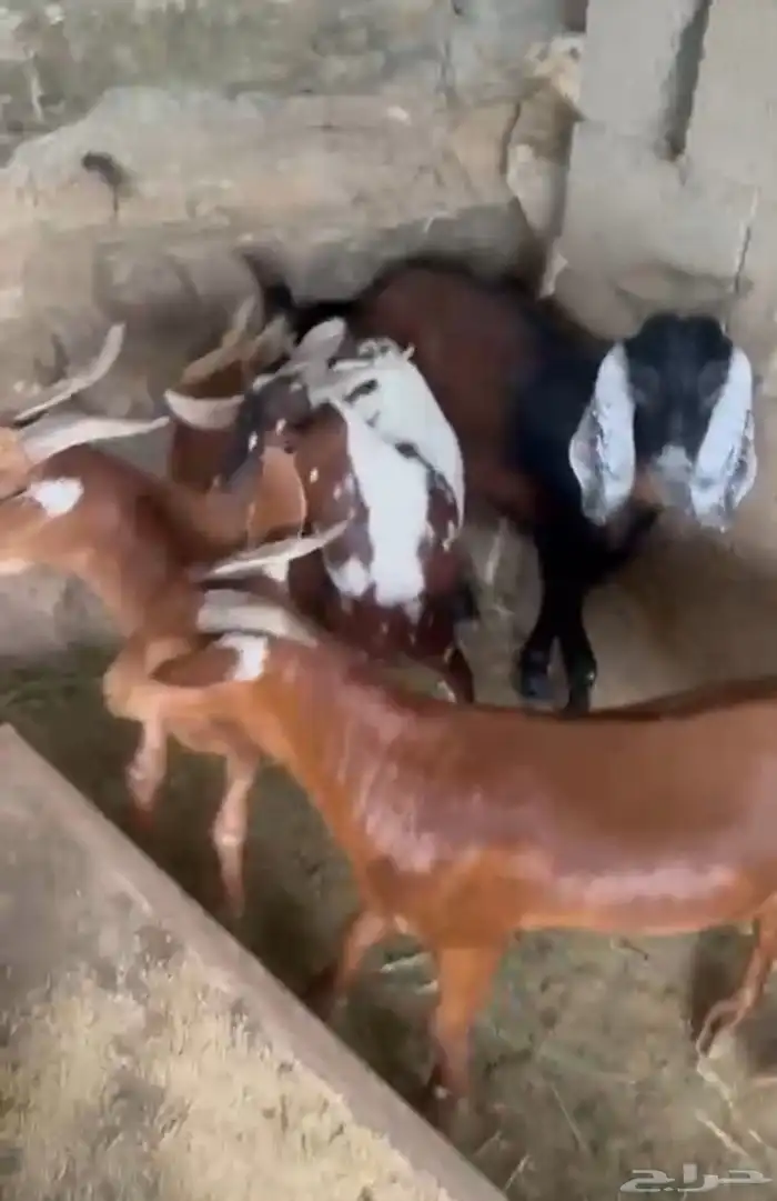 تيوس بلدي للبيع 2