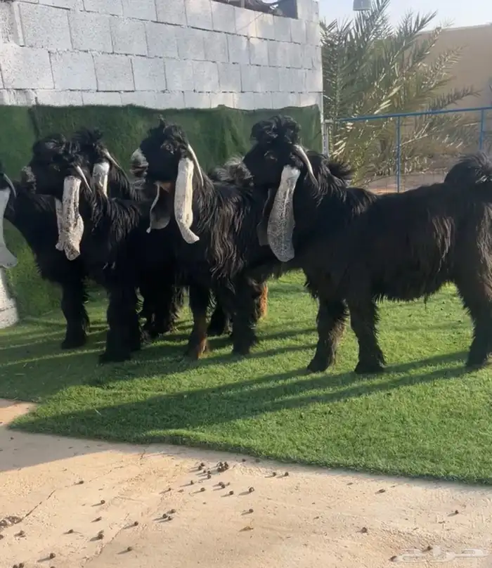 فحول عوارض صنف نادر خصممم 0