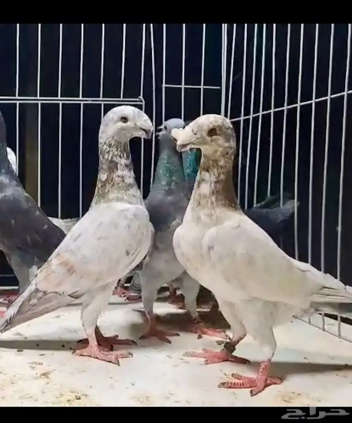 ازوج هومر كريمي وملي بارلس وبارلس تفريد او جملة 16