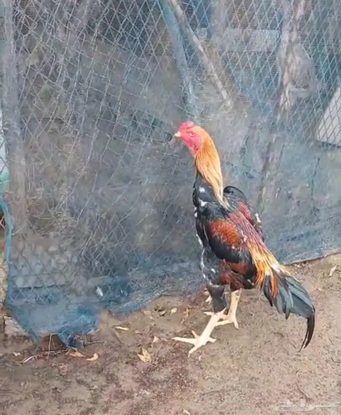 دجاج شامو 0