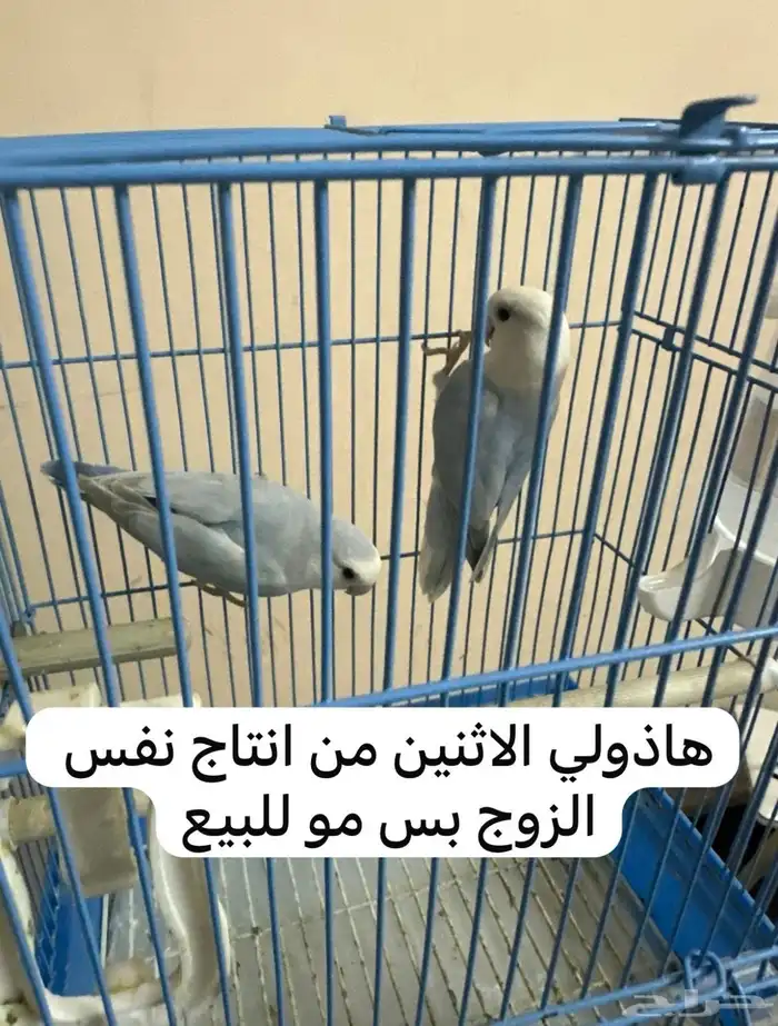 جوز روز 5