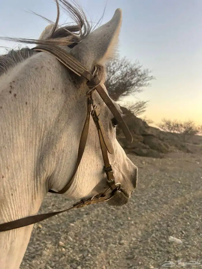خيل 3