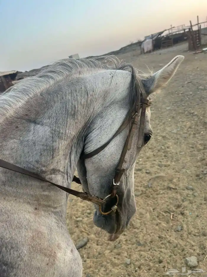 خيل 2