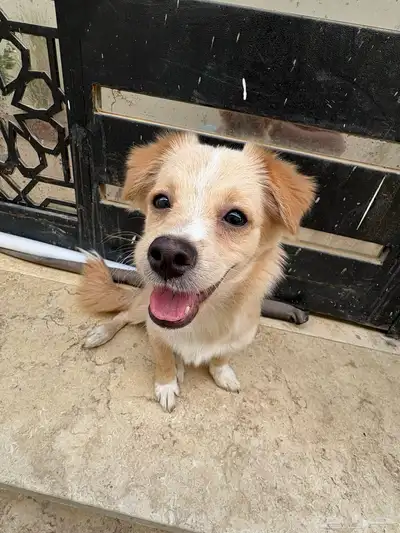 كلب الكوكوني للبيع index