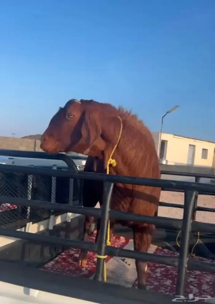 فحل معزاء 1