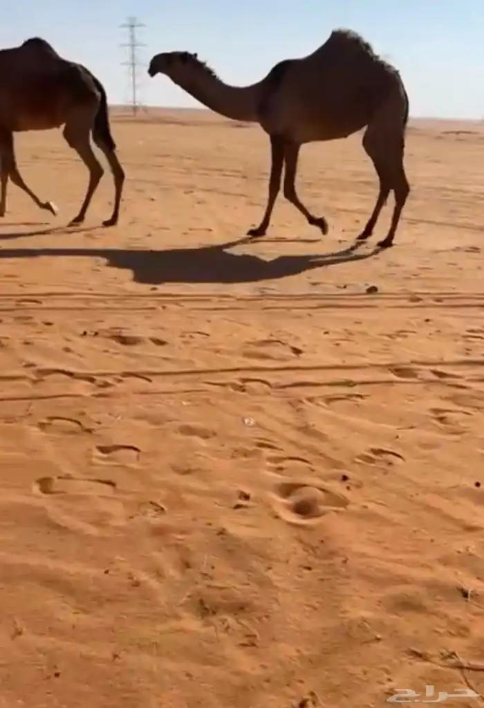 بكره 0
