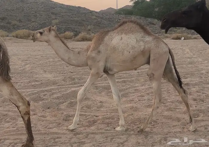 قعود قصب سمين 0